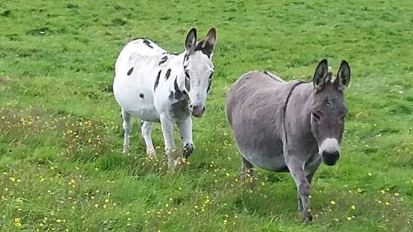 double-n-its-a-secret