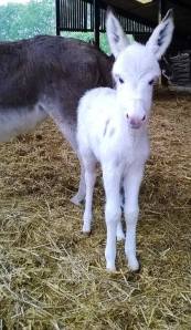 Baby white donkey