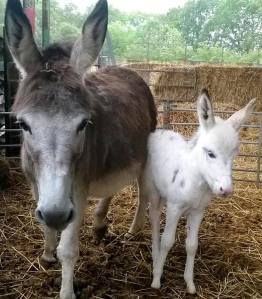 White baby donkey and mum