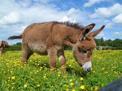 Miller's Ark Sells Donkeys