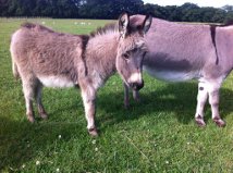 Breeders of miniature and standard donkeys in Hook, Hampshire. Maxwell is pictured here.