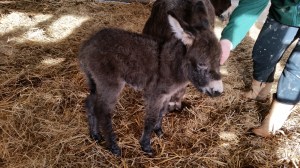 Pierre Antoinette's boy 9th Jan 2014 (1)