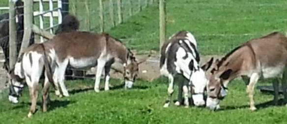 Amercian donkeys june 17