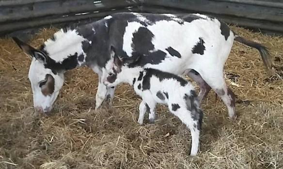 Vogue and Voo july 17