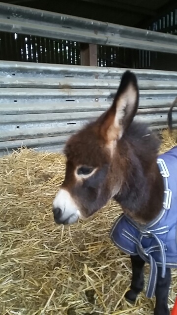 20170906_183734_resized