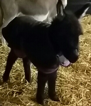 20171208_172806-1_resized