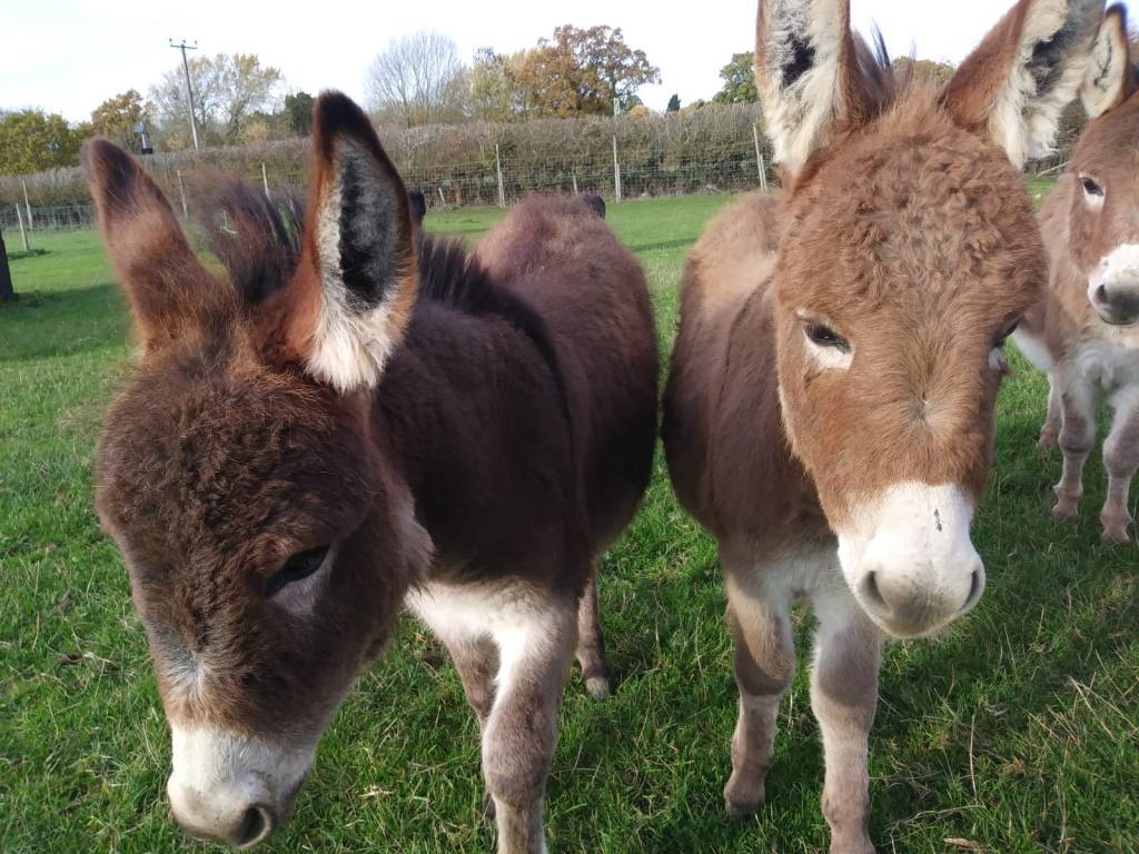 For Sale | Miniature Donkeys for sale UK