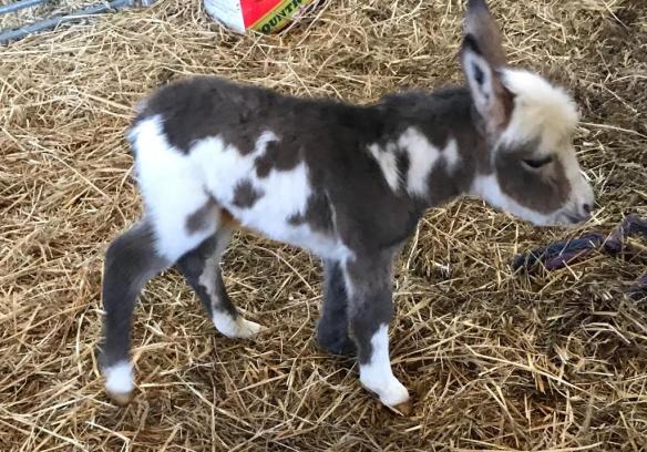 foal born to Liquorice 16th March 2019.
