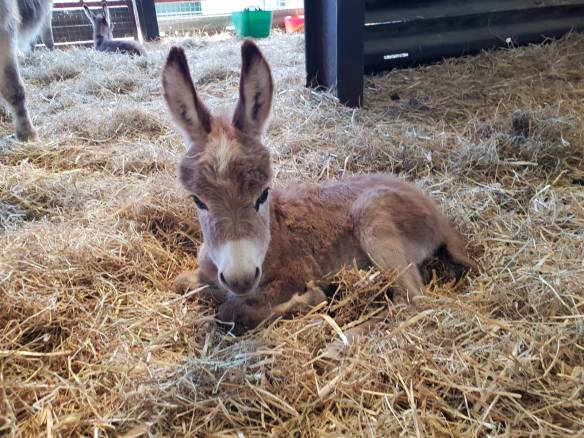 Swanthorpe Mary Ellis june 19