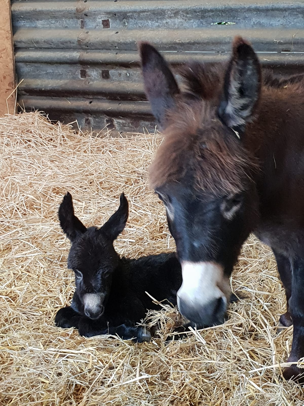 Juliet born to valentine sept 19