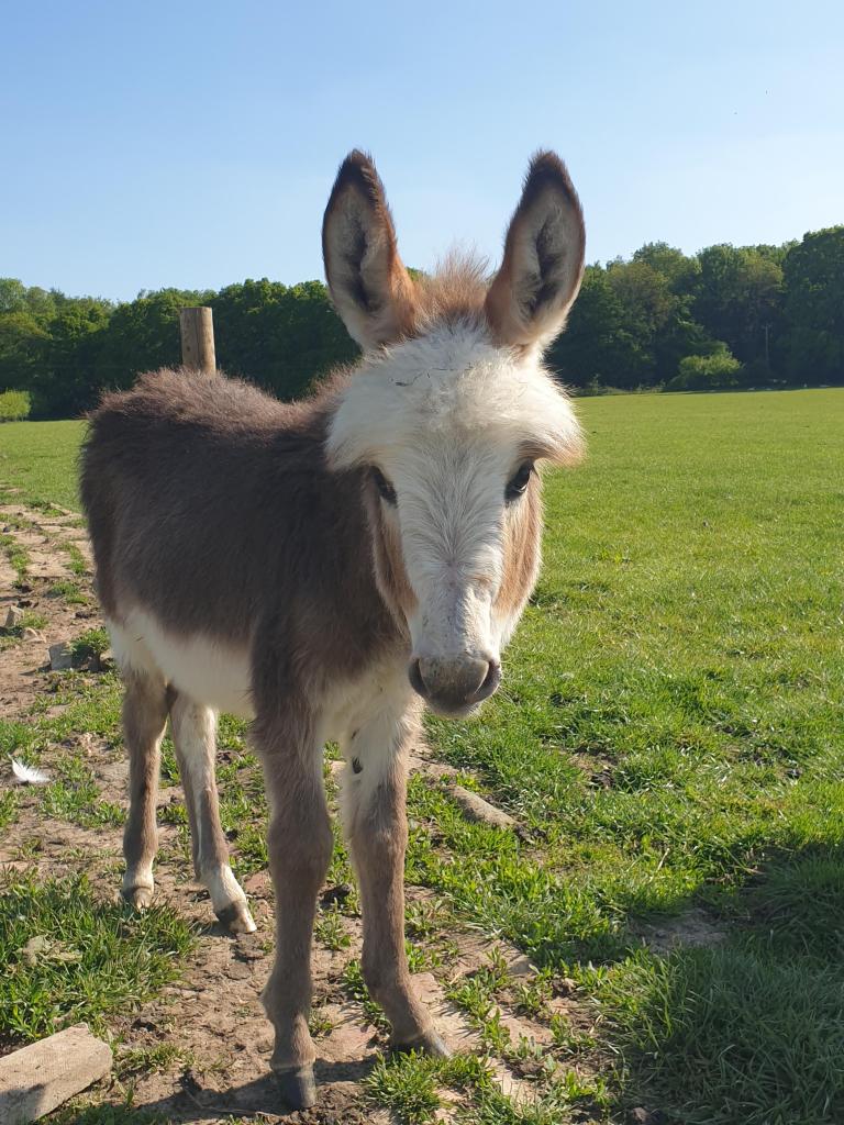 Latest photo of Pasanda at 3 months old. 