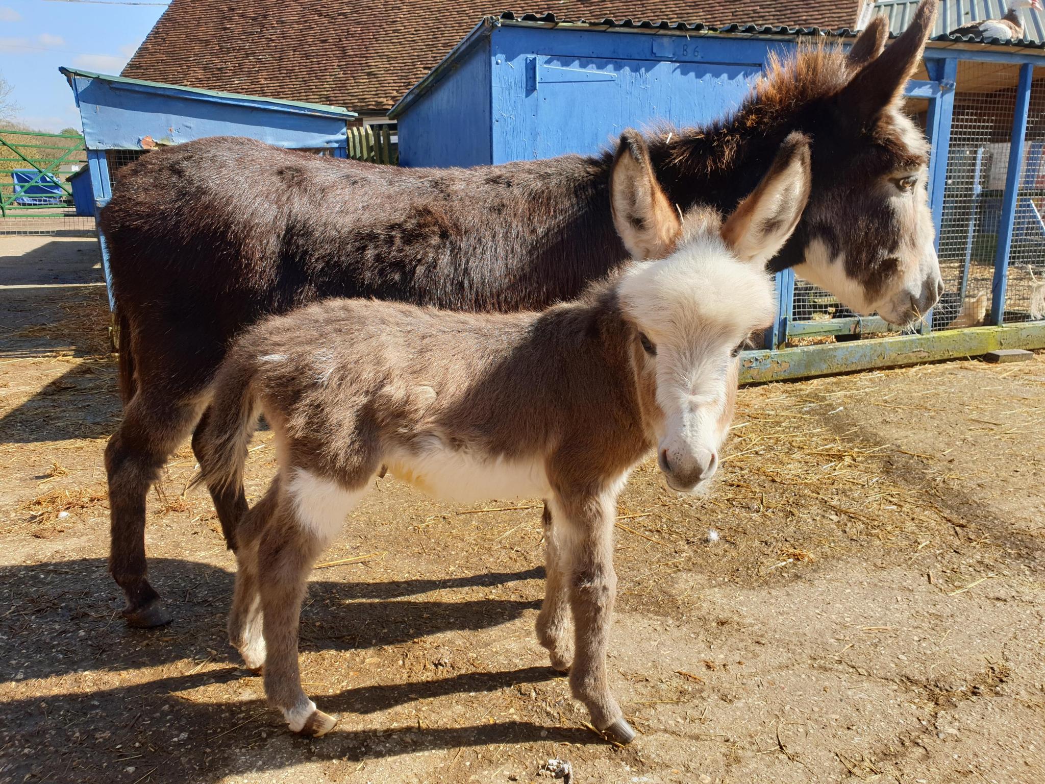 Miniature Donkeys For Sale In England