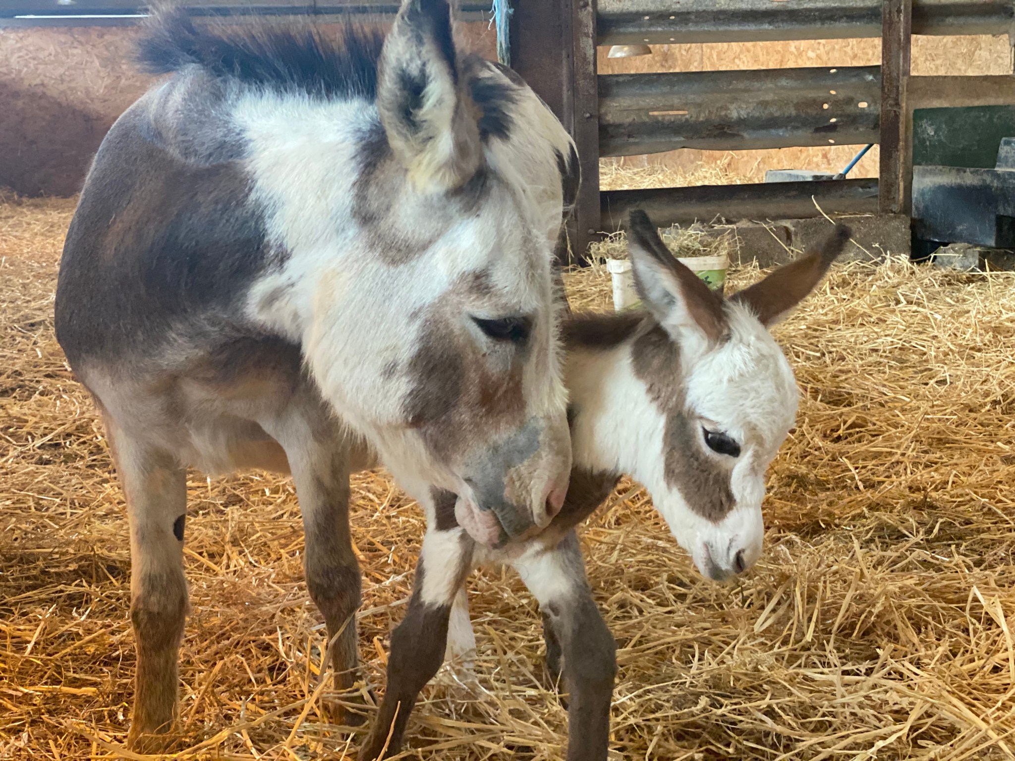 Miniature Donkeys for sale UK | Miller's Ark Animals miniature donkeys
